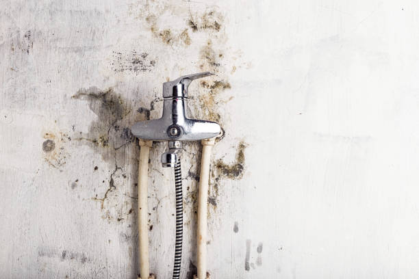 Home Mold Removal in Buffalo Grove, IL